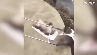 New Funny video. Try not to laugh, impossible funny momes