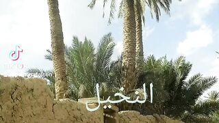 النخيل واحة تدمر