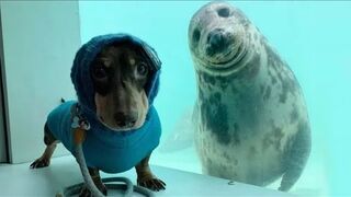 Funny Animals Videos caught on camera
