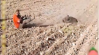 الخنازير البرية التي تطاردها كلاب الصيد تجد صعوبة في الهروب