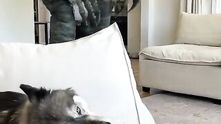 Dog vs Dinosaur, what happen next ?