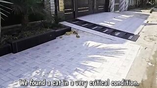 A man helped a dying cat and her kittens. You won_t believe what happened