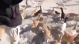 Cat ...