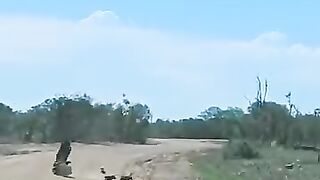 النسر كيف يصطاد فريسته