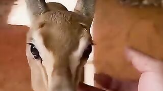 أجمل حيوان