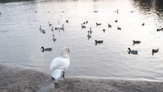 طيور
