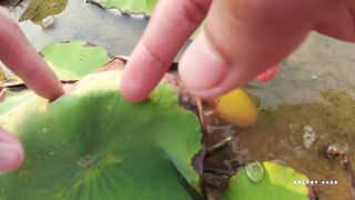 Unique Catch Betta Fish