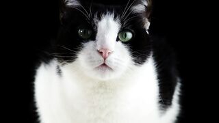 Kitty