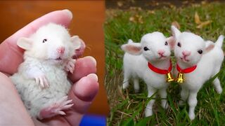 Cute Baby Animals Videos Compilation