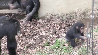 Shocking  Animals