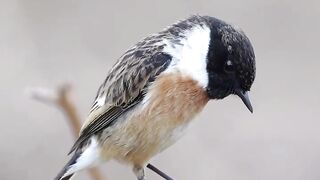 Bird of Peace