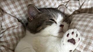 Funniest Cats and Dogs Videos  ||  Hilarious Animal Compilation №330