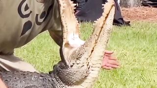 Crocodile attack ????