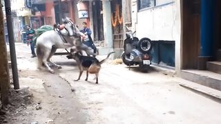 Pitbull Dog