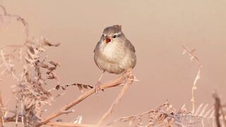 My Favorite Bird