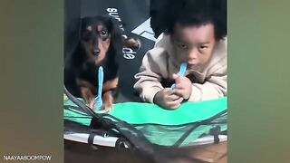 When your dog becomes the trusted nanny - Cute Moments Dog and Human