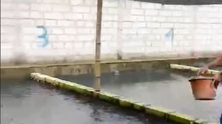 Jika air kolam kalian berubah warna menjadi HITAM atau MERAH, jangan GALAU