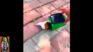 Funny Animal Videos ???? - Funniest Dogs and Cats Videos ????