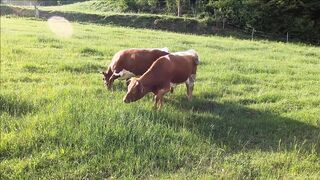 Cow, Our Friend