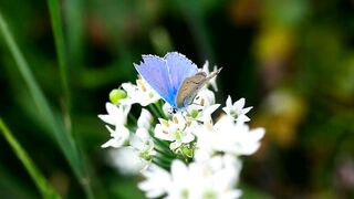 blue butterfly over white flowers - adalinetv