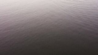 A fish searching for food in the pond water at earliest morning
