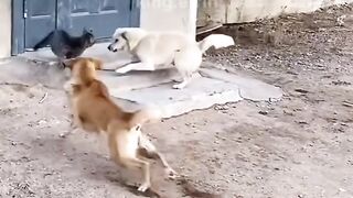 قط شينوي معلم الكراطي