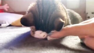 My Cat Was Angry