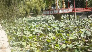 Hồ cá Quan Âm