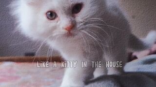 Like kitty