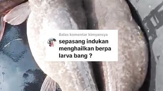 Sepasang indukan lele bisa menghasilkan berapa PULUH RIBU larva lele❓