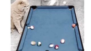 Funny cat ????