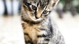 Cute cat playing