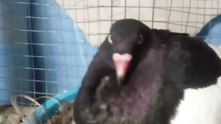 Bird with egg ????