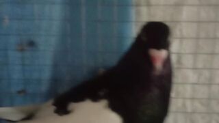 Bird with egg 2