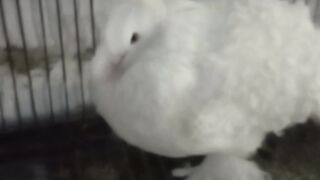 Bird ???? baby