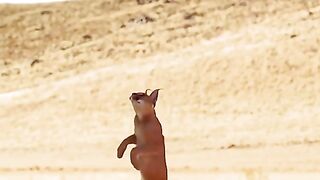 Big cat