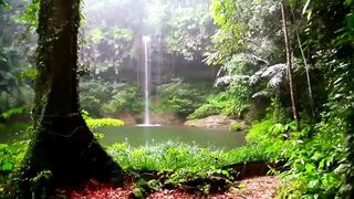 animal video