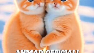 #beutifull#cuts#cats#of#world#best#cats#woirld# #beutifull#cuts#cats#of#world#best#cats#of#woirld# lovley#cats#desi#cats#dangris#cats
