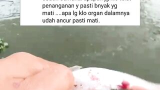 Mengobati ikan lele SAKIT itu wajib❗Hidup atau mati ikan lele itu kuasa tuhan