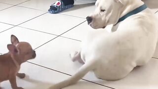 Funny animal moments