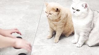 Cats are funny