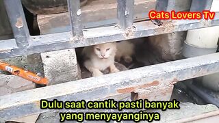 Kucing Ras Menangis Sudah Jelek Di Buang Dan Terlantar Di Jalanan..!
