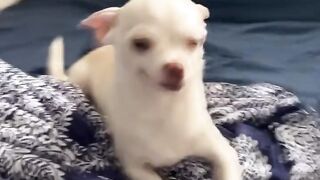 Trading best videos funny I bought crocs to Niki my chihuahua????????????.