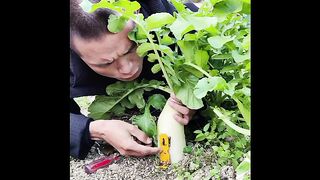 How you Lock your radish ????????