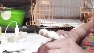 EMERGENCY IN CATS