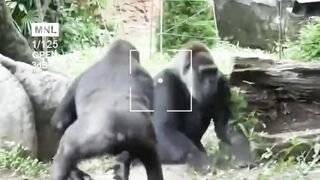 Funny animal moment