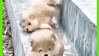 Cute lovely
