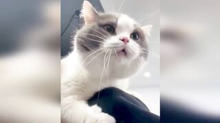 Funny cats: laughter to tears | Fun with cats