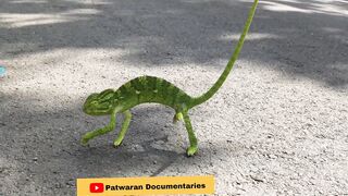 Patwaran Geographic - Jati Umrą ki panama parjati ki Girgit