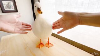 A duck that looks comfortable